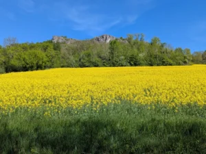 Monatsbild April